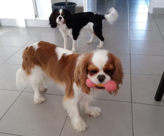 You are currently viewing How to groom a Cavalier King Charles Spaniel?